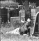 State of Decay