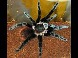 tarantula  