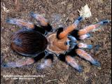 tarantula  