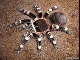 tarantula  