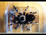 tarantula  