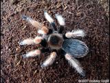 tarantula  