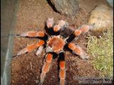 tarantula  