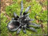 tarantula  