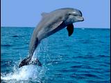 delfin  