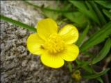 TATRY 2010  