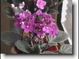 africk� fialka  