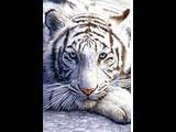 Tigrky  